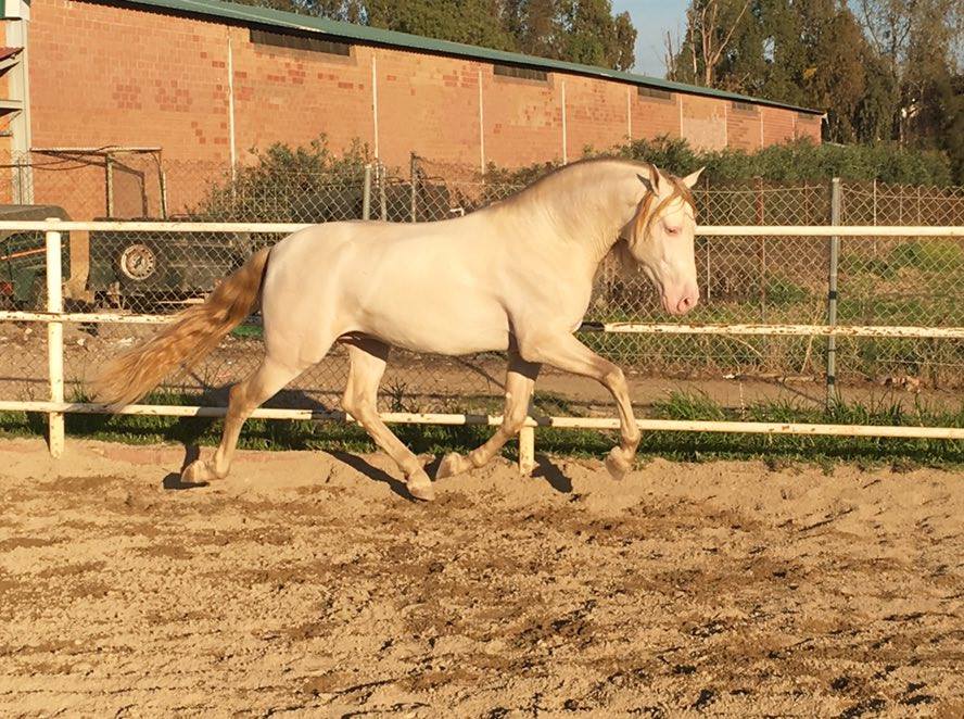 Listado de Caballos en Venta